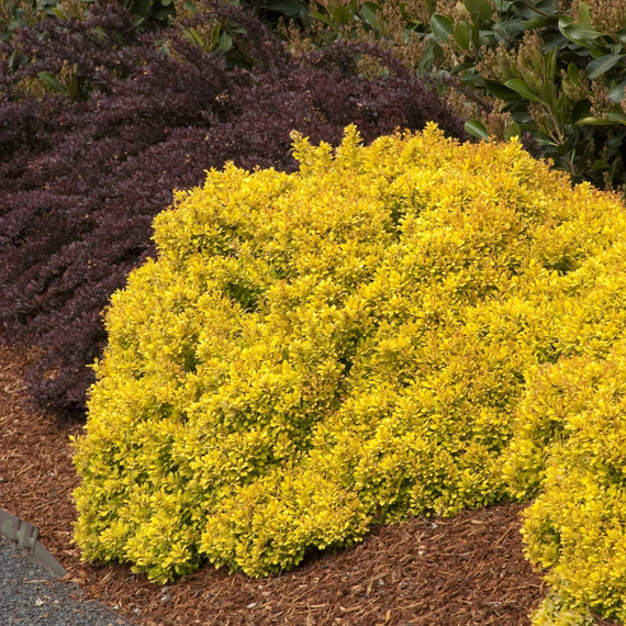 Golden Nugget Dwarf Japanese Barberry - 1 Gallon