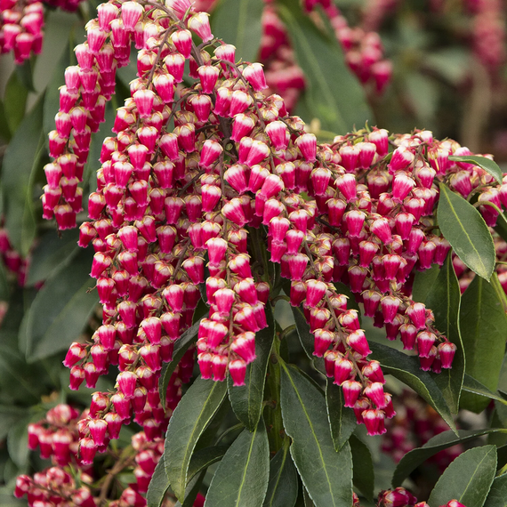 Enchanted Forest Collection Gay Goblin Pieris - 1 Gallon