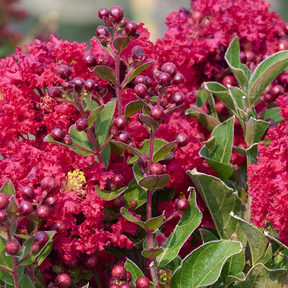 Summerlasting Strawberry Crape Myrtle - 2 Gallon