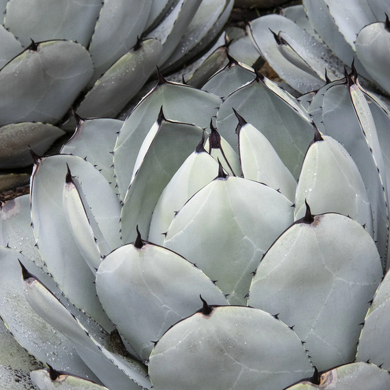 Artichoke Agave