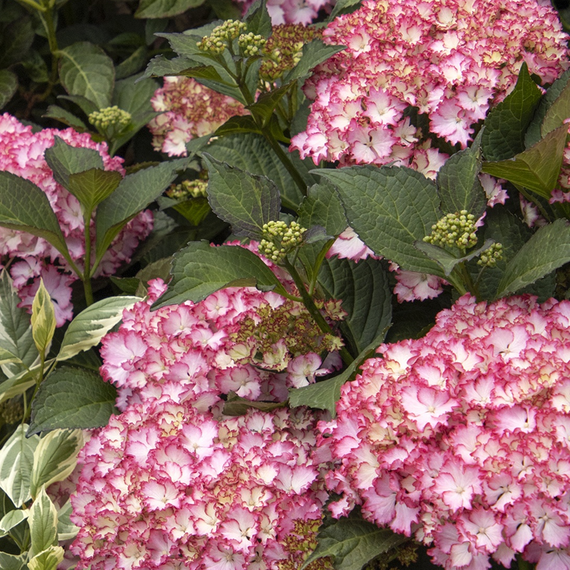 Seaside Serenade Fire Island Hydrangea - 2 Gallon