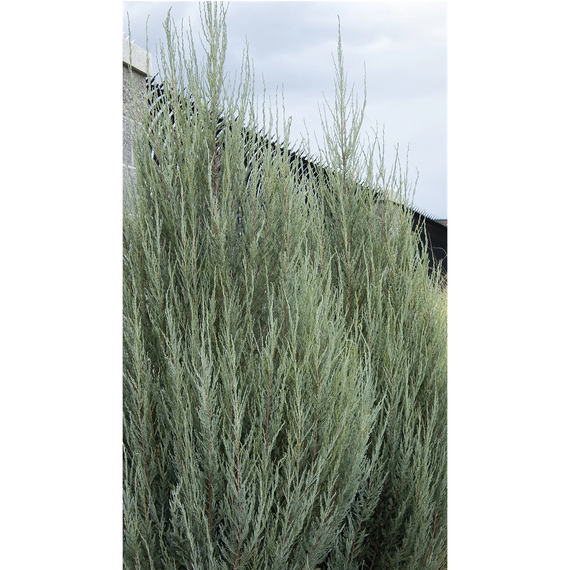 Skyrocket Juniper - 5 Gallon