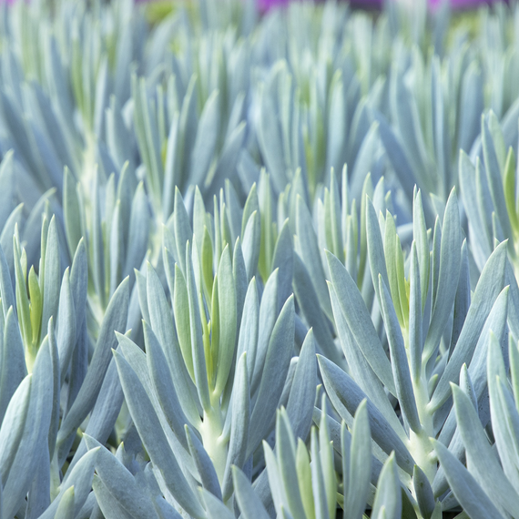 Mount Everest Big Blue Chalksticks