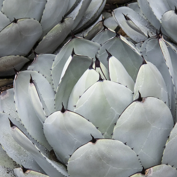 Artichoke Agave - 1 Gallon