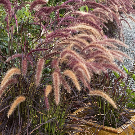 Purple Fountain Grass