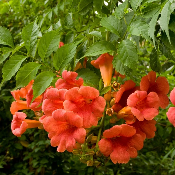 Madame Galen Trumpet Vine - 1 Gallon