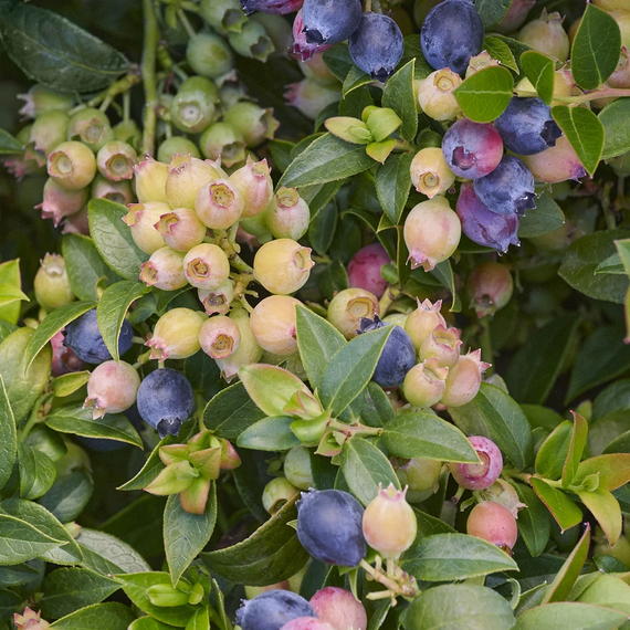 Bountiful Baby Blueberry - 2 Gallon