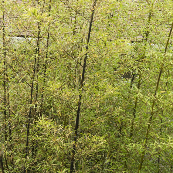 Black Bamboo - 5 Gallon