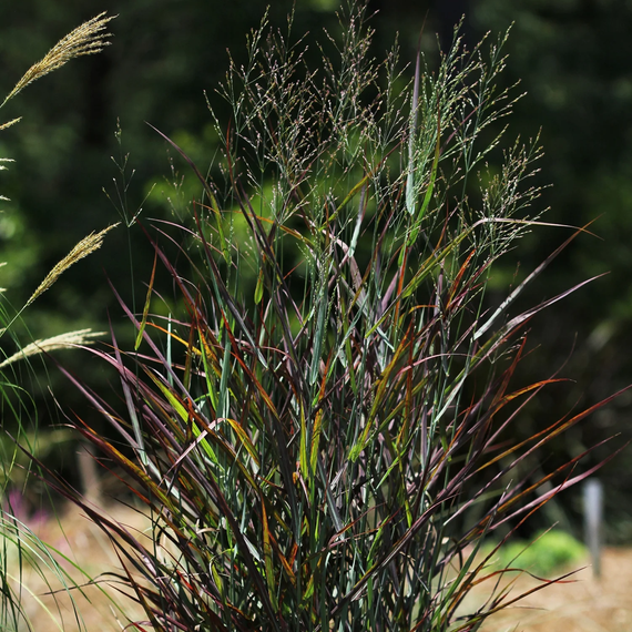Hot Rod Switch Grass - 1 Gallon