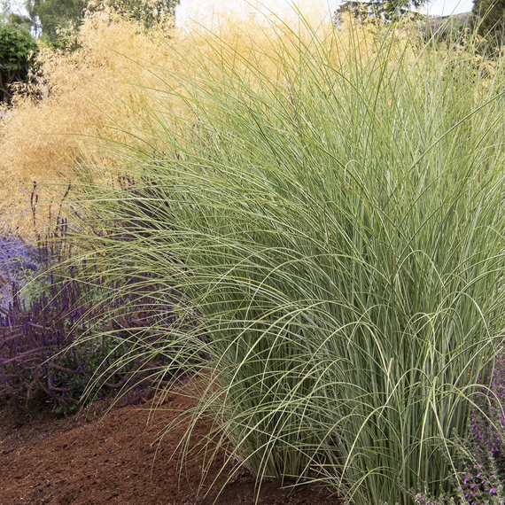 Morning Light Maiden Grass - 1 Gallon