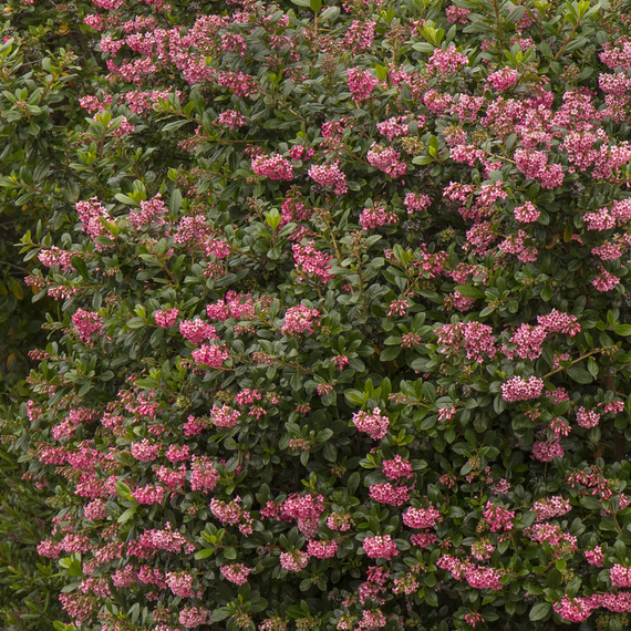 Pink Princess Escallonia