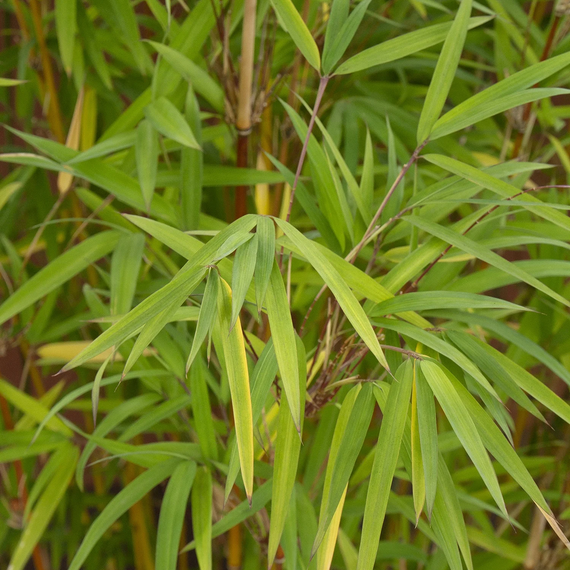 Golden Goddess Bamboo - 5 Gallon