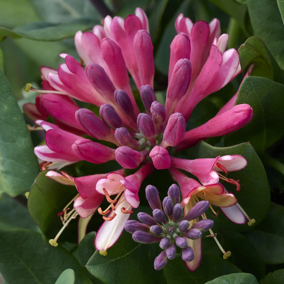 Goldflame Honeysuckle