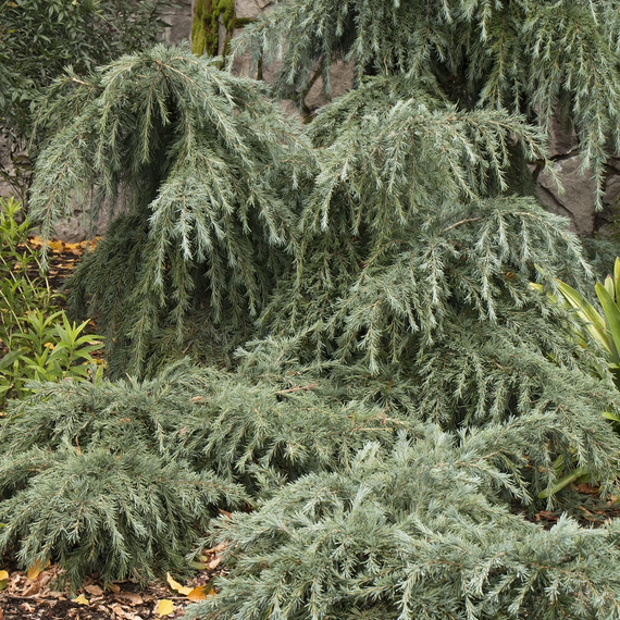 Feelin' Blue Deodar Cedar - 5 Gallon Patio Tree