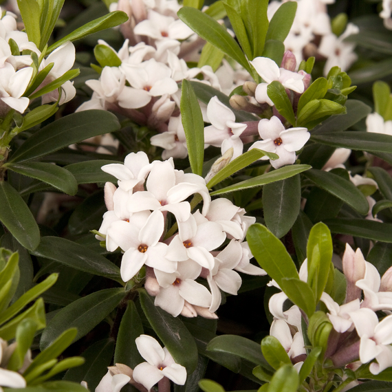 Eternal Fragrance Daphne