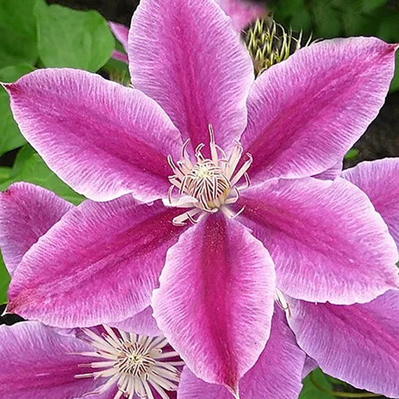 Doctor Ruppel Clematis - 1 Gallon