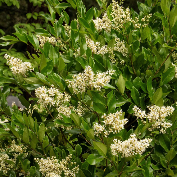 Waxleaf Privet