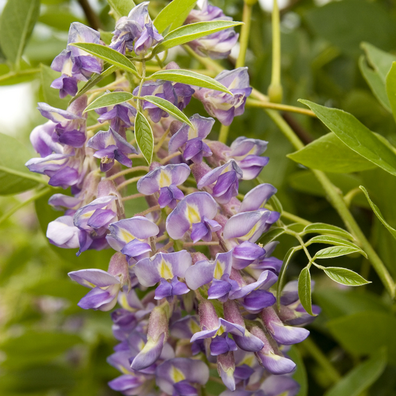 Blue Moon Kentucky Wisteria