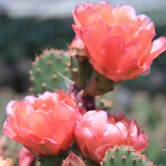 Baby Rita Prickly Pear - 2 Gallon