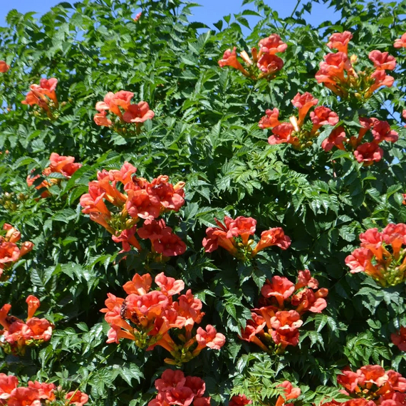 Balboa Sunset Trumpet Vine