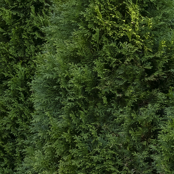Emerald Green Arborvitae - 1 Gallon