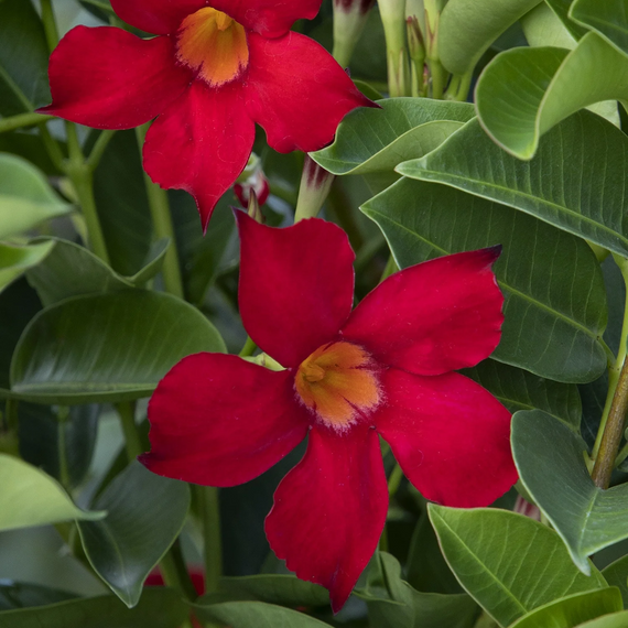 Sunvilla Red Mandevilla - 1 Gallon