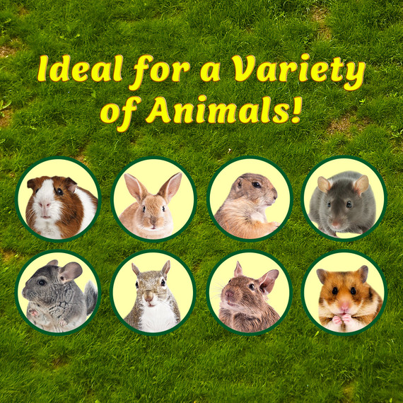 Exotic Nutrition Native Critter Berry Nibbler - 9" X 3" X 1"