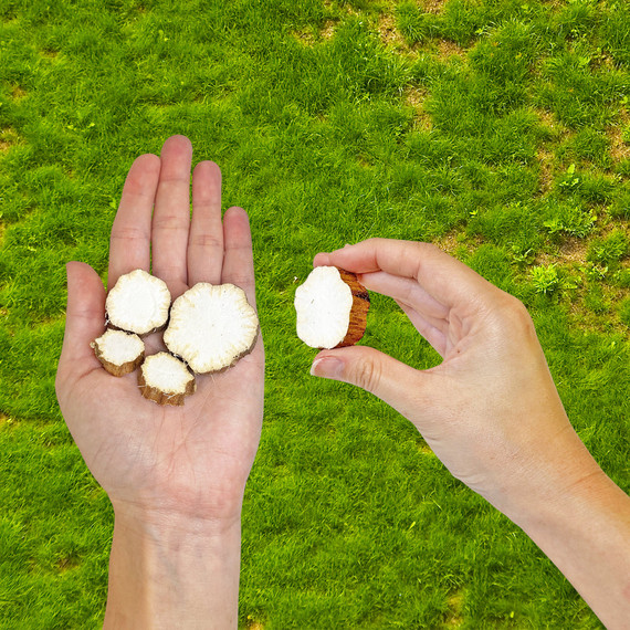 Exotic Nutrition NativeCritter Sunflower Stalk Chews For Small Animal Toys - 4" X 4" X 1"