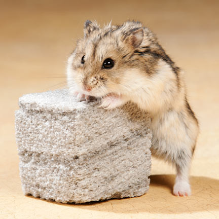 Exotic Nutrition Pumice Chew Block Toy - 1-1/2"