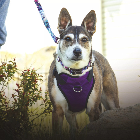 Coastal Pet Inspire Adjustable Fashion Dog Collar