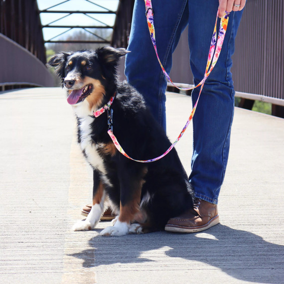 Coastal Pet Inspire Adjustable Fashion Dog Collar