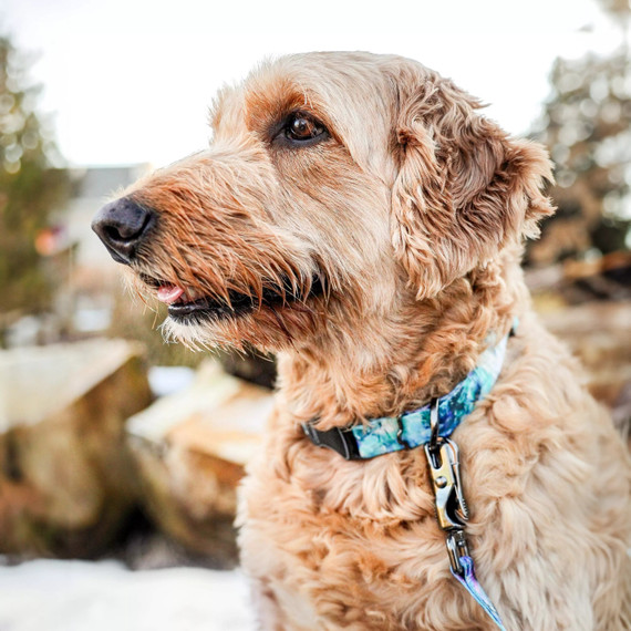 Coastal Pet Inspire Adjustable Fashion Dog Collar