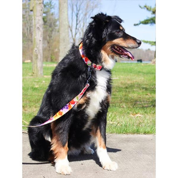 Coastal Pet Inspire Adjustable Fashion Dog Collar