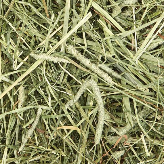 Kaytee Timothy Plus Mint Hay - 25 oz