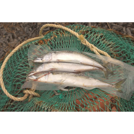 Frozen Atlantic Mackerel Saltwater Bait