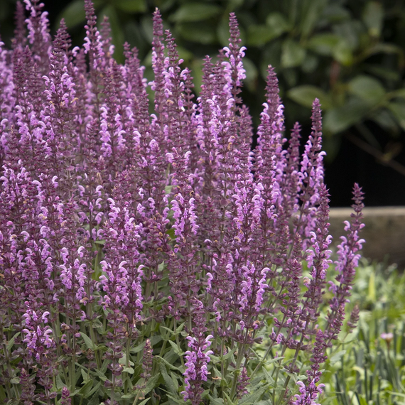 Apex Pink Meadow Sage - 1 Gallon