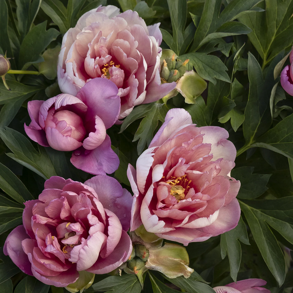 Keiko (Adored) Itoh Peony - 5 Gallon