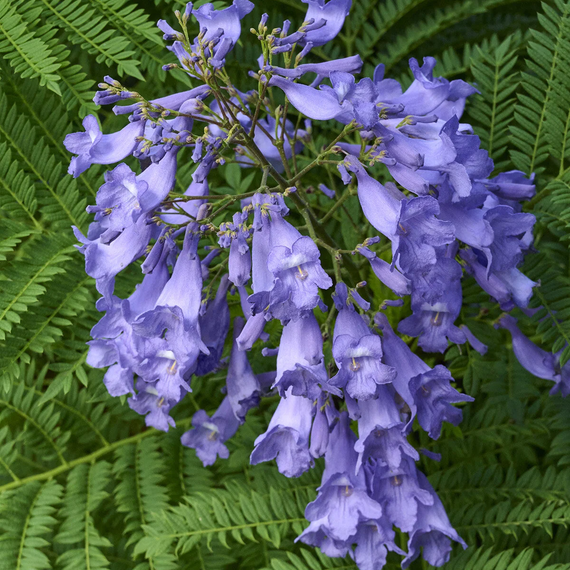 Bonsai Blue Jacaranda - 5 Gallon
