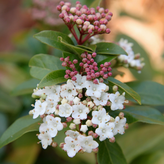 Spring Bouquet Laurustinus - 1 Gallon