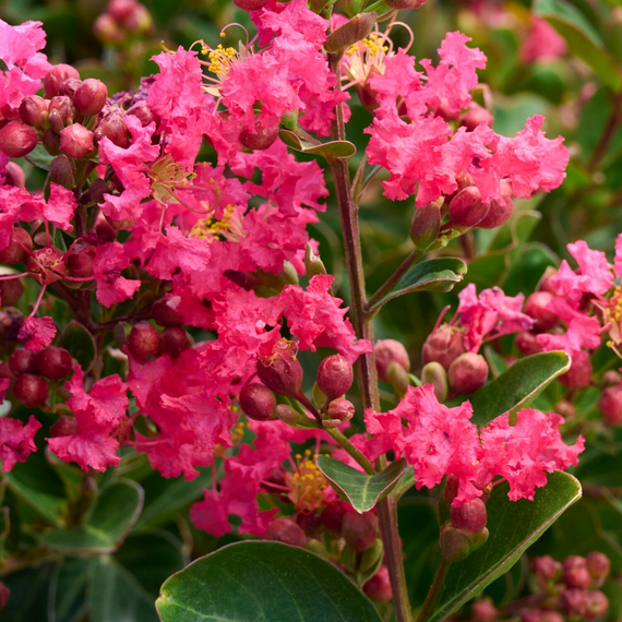 Bellini Raspberry Crape Myrtle - 2 Gallon