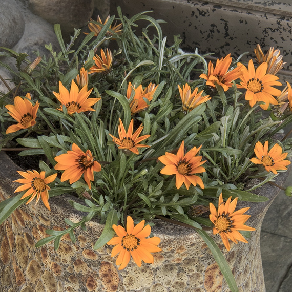 Tanager Terracotta Gazania - 1 Gallon