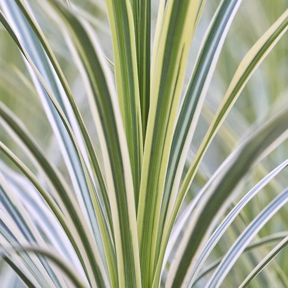 Lime Passion Cordyline - 1 Gallon