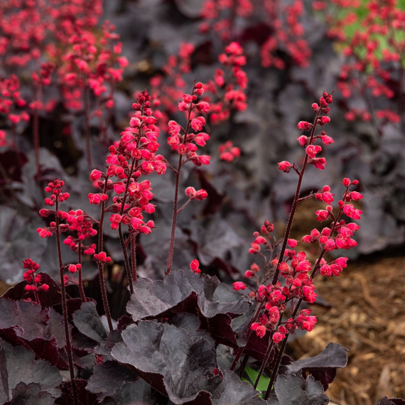 Black Forest Cake Heuchera - 1 Gallon