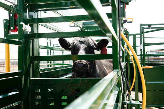 Rolling Cattle Alley Gate 800MM