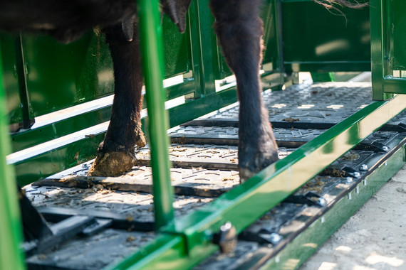 Arrowlock 88 Series Cattle Squeeze Chute 8800LV