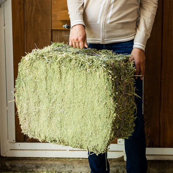 Standlee Premium Western Forage Alfalfa Compressed Hay Bale 50lb