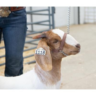 Weaver Leather Russet Brown Brahma Webb Goat & Sheep Halter - Large