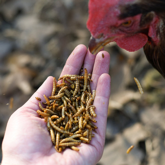 Happy Hen Treats Mealworm Frenzy - 5 lb