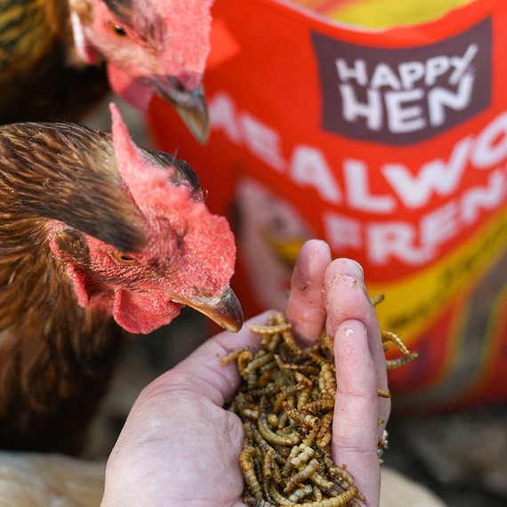 Happy Hen Treats Mealworm Frenzy - 5 lb