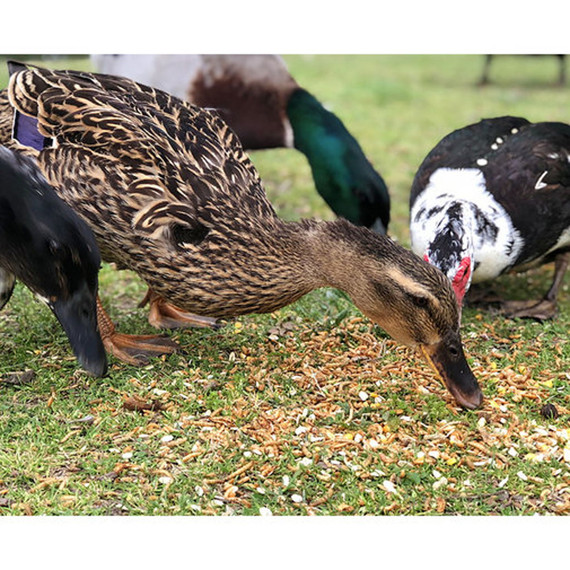 Happy Hen Treats Duck Pond Medley Poultry Treat - 2 lb